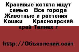Красивые котята ищут семью - Все города Животные и растения » Кошки   . Красноярский край,Талнах г.